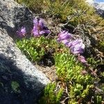 Penstemon davidsonii Natur