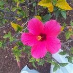 Hibiscus rosa-sinensisŽiedas