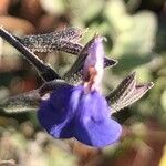 Salvia chamaedryoides Flor