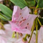 Rhododendron callimorphum Blüte