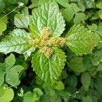 Lecanthus peduncularis Цвят