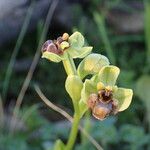 Ophrys bombyliflora Flower