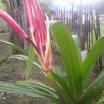 Crinum asiaticumFlower