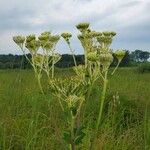 Arnoglossum plantagineum Fleur