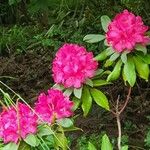 Rhododendron ferrugineum Хабит