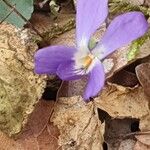 Viola hirta Λουλούδι