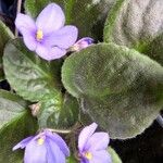 Streptocarpus ionanthusFloare