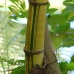 Bambusa vulgaris Кора
