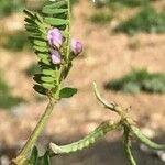 Astragalus pelecinus