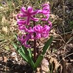 Hyacinthus orientalis 花