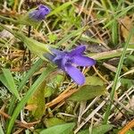 Gentianopsis ciliata Flower