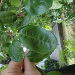 Quercus agrifolia Blatt