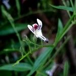 Andrographis paniculata Fleur