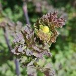 Thalictrum flavum Leaf