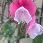 Lathyrus odoratus ফুল