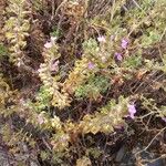 Teucrium botrys Habit