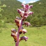 Orobanche gracilis Flower