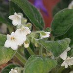 Petrocosmea kerrii Fiore