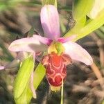 Ophrys scolopax Blüte