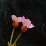 Begonia picta Агульны выгляд