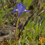 Moraea mediterranea Flower