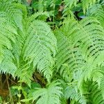 Thelypteris limbosperma Leaf