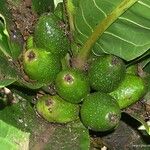 Ficus otophoroides Fruit