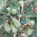 Crotalaria aculeata Fruit