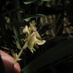 Polystachya carnosa Flor