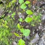 Holodiscus discolor Feuille