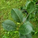 Aronia melanocarpa Blad