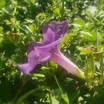 Ipomoea indicaFlower