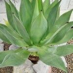 Agave shaferi Листок