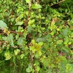 Muehlenbeckia hastulata Hoja
