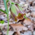 Fritillaria gussichiae Blomst