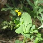 Coronilla scorpioides Leaf
