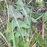 Taraxacum officinale Fuelha