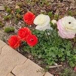 Ranunculus asiaticus Blomma