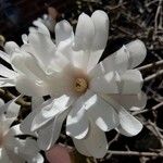Magnolia stellata Blomst