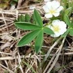 Potentilla alba Φύλλο