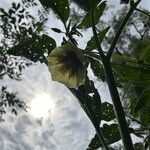 Physalis longifolia Flower