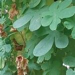 Tropaeolum peregrinum Blatt