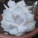 Echeveria laui ഇല