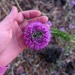 Cleomella serrulata Flower