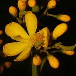 Cespedesia spathulata Квітка