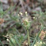 Plantago sempervirens Flower