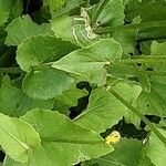 Doronicum caucasicum ഇല