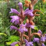 Orobanche purpurea Flower