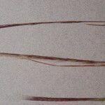 Vulpia ciliata Fula
