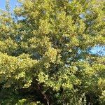 Alnus glutinosa Vivejo